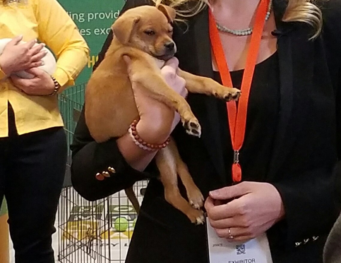 @QUEENCRASH Today at Techshow, they have puppies. https://t.co/xshrFlrtKp