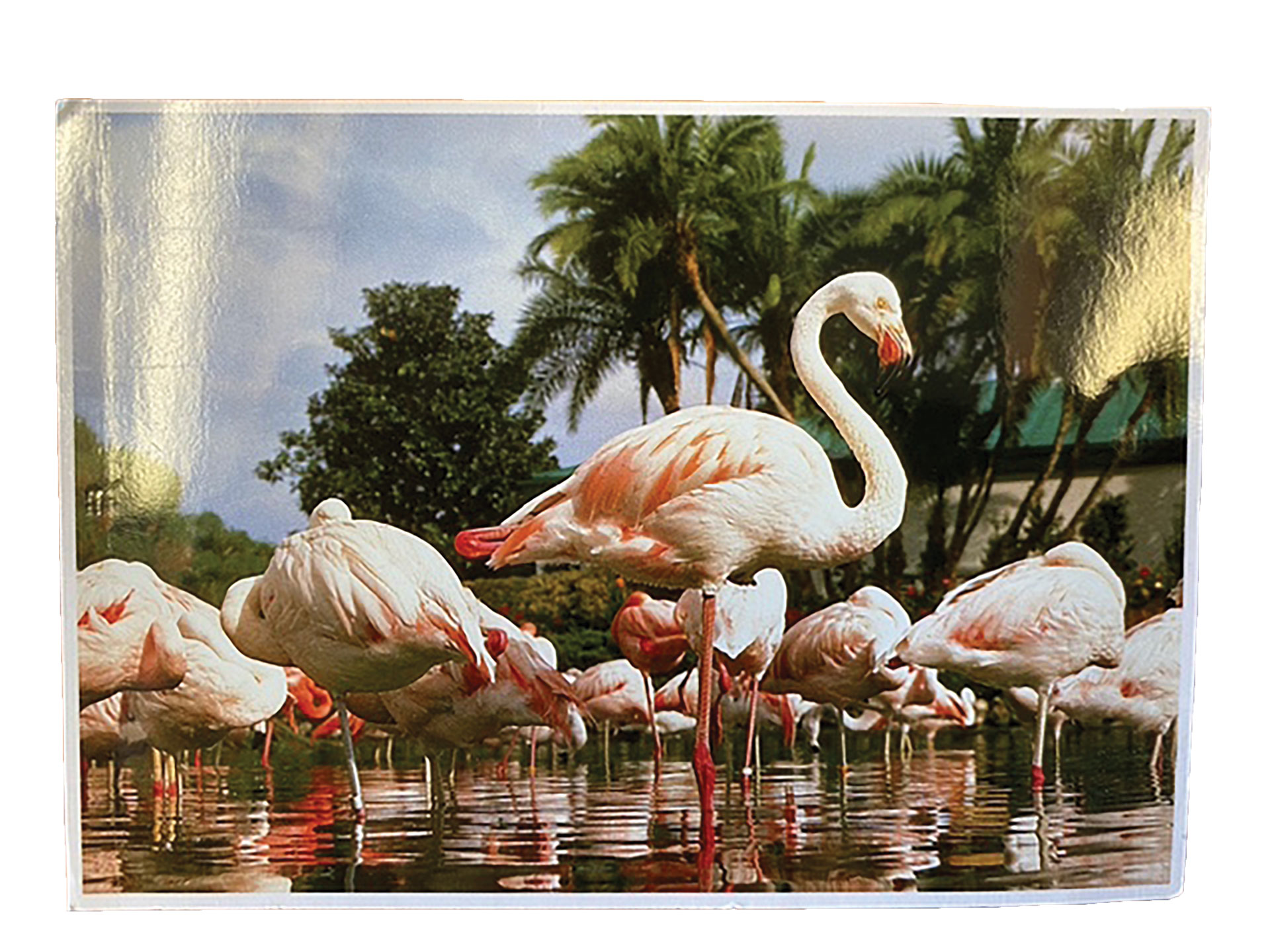 Flamingo postcard