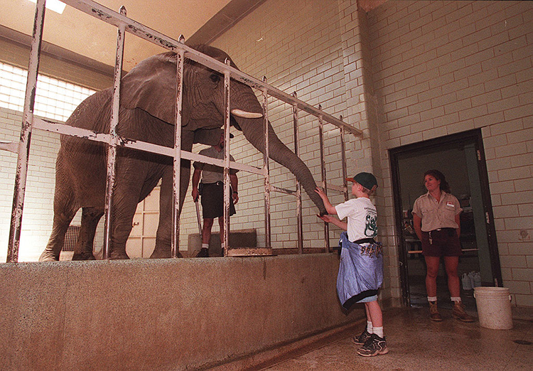 Elephant in a zoo